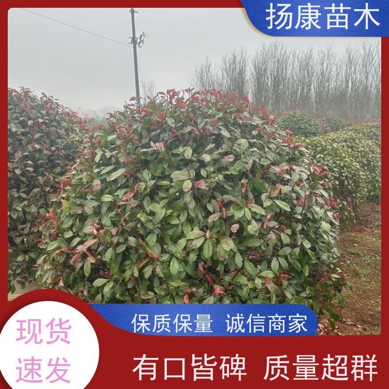 杨康苗木 冠幅1.5米高度2米基地大规格精品苗 1.8米红叶石楠球