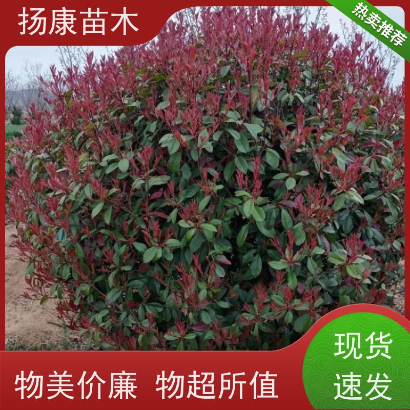 杨康苗木 四季常青庭院绿化篱笆 规格齐全 精品红叶石楠球