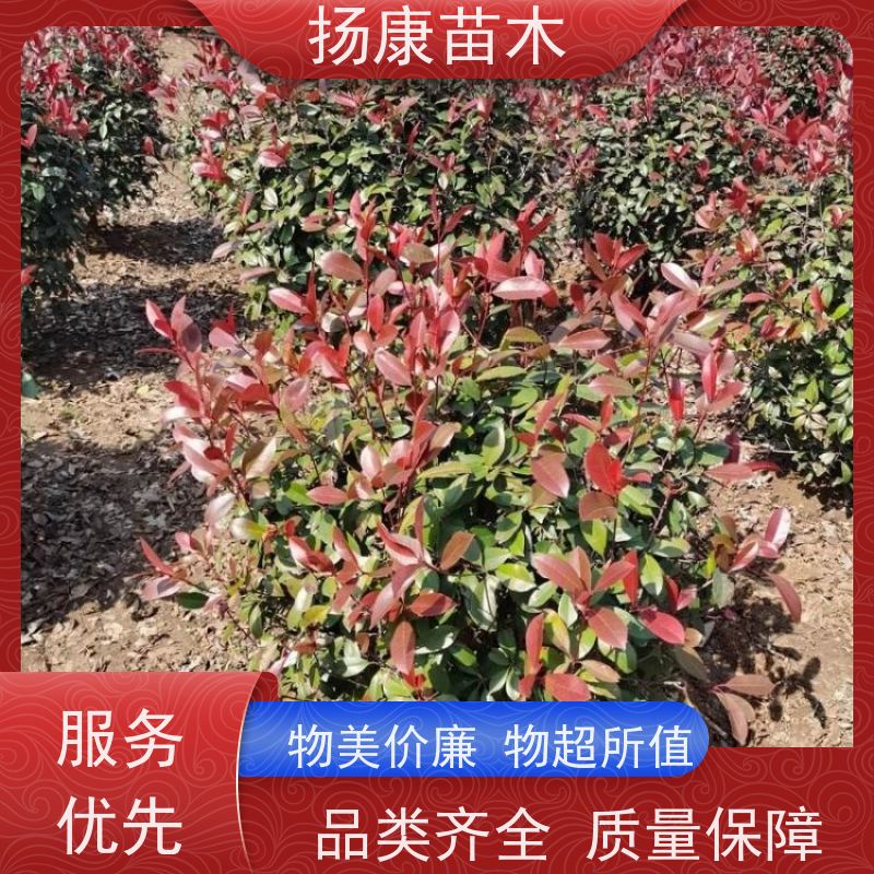杨康苗木 观赏价值高 耐修剪造型多样 红叶石楠球苗