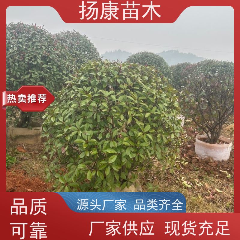 杨康苗木 苗圃基地现挖出售指苗发货专车配送 红叶石楠球 