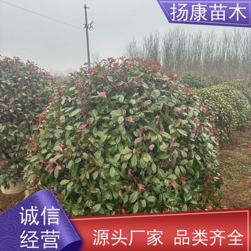 杨康苗木 叶色鲜艳夺目 行道绿篱园林绿化 观赏性高 3公分红叶石楠球