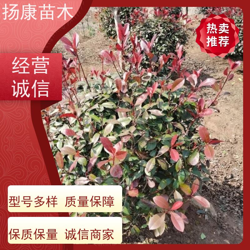 杨康苗木 现挖出售 彩叶工程绿化木易成活 红叶石楠球 