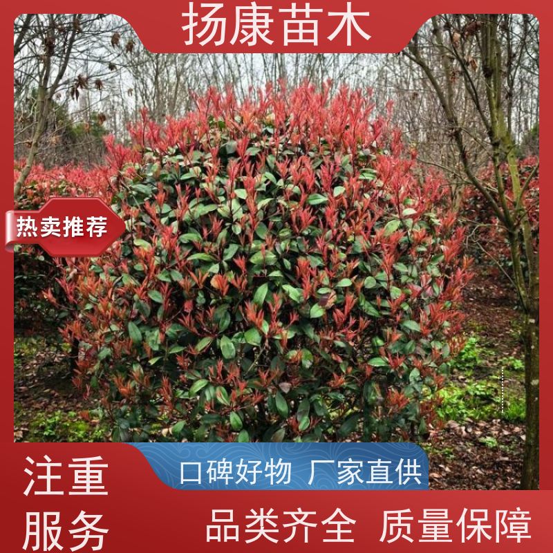杨康苗木 各种规格 园林工程绿化 2.5米红叶石楠球