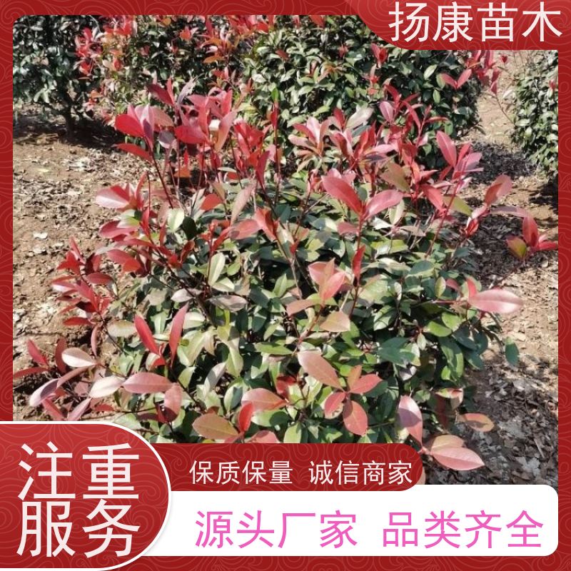杨康苗木 香叶园林供应庭院绿化四季常青灌木球 5公分红叶石楠球