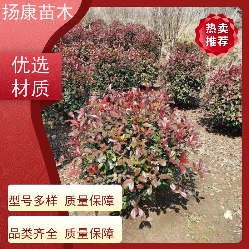 杨康苗木 冠幅1-2米石楠小苗基地地被红色植物 3公分红叶石楠球