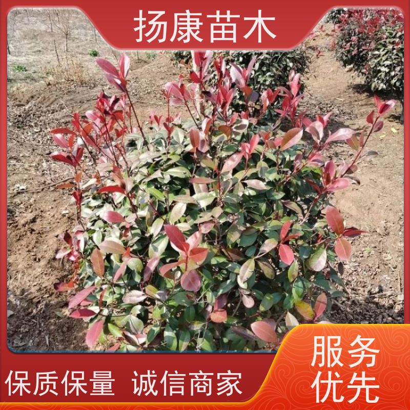 杨康苗木 各种规格 园林工程绿化 1.5米红叶石楠球
