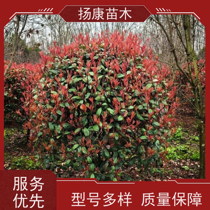 杨康苗木 城市绿化种植苗道路色块彩篱 易成活 3公分红叶石楠球