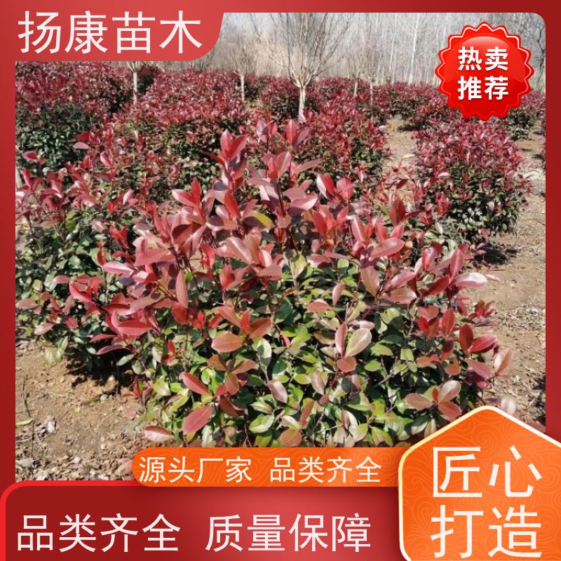 杨康苗木 庭院别墅造景 园林绿篱色块苗 四季变色 5公分红叶石楠球