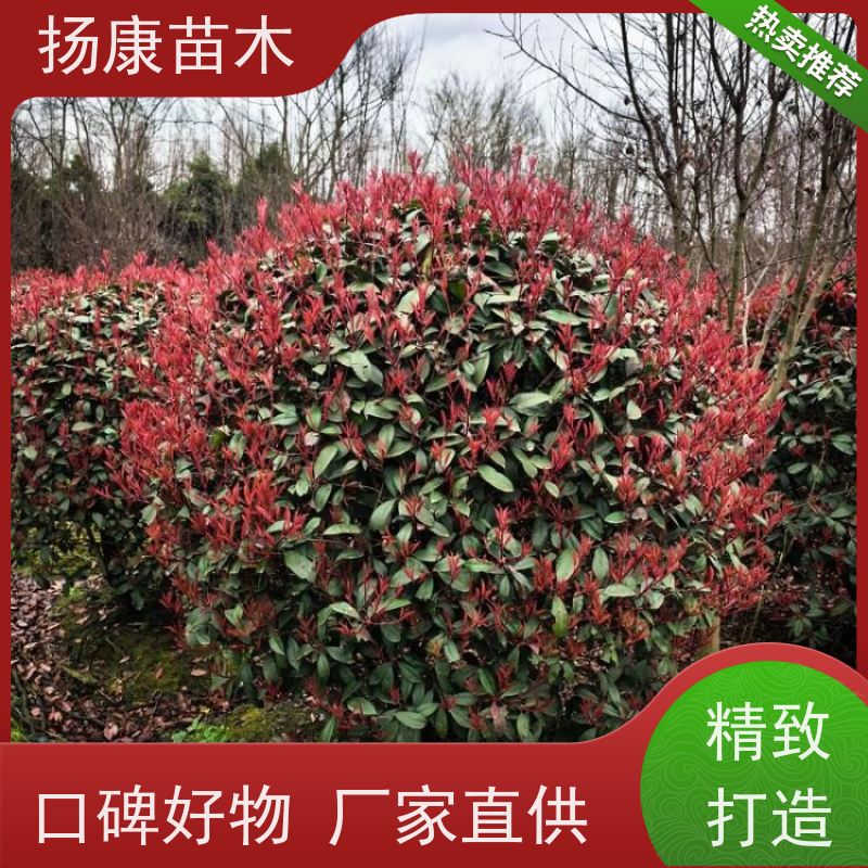 杨康苗木 苗圃基地现挖出售指苗发货专车配送 1.5米红叶石楠球