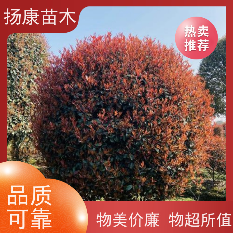 杨康苗木 良种 球形树冠 枝繁叶茂 10公分红叶石楠球