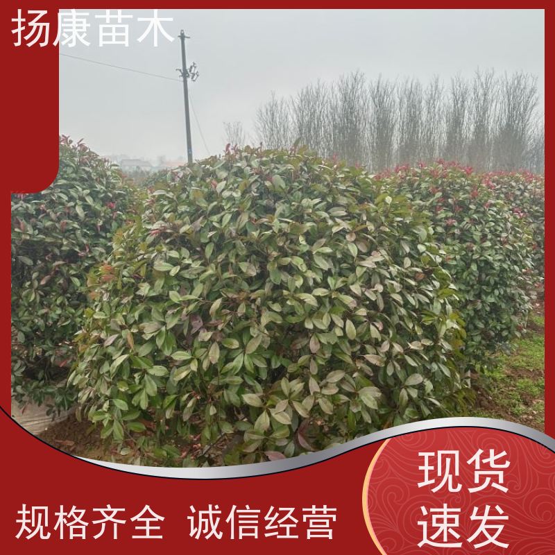 杨康苗木 良种 球形树冠 枝繁叶茂 5公分红叶石楠球