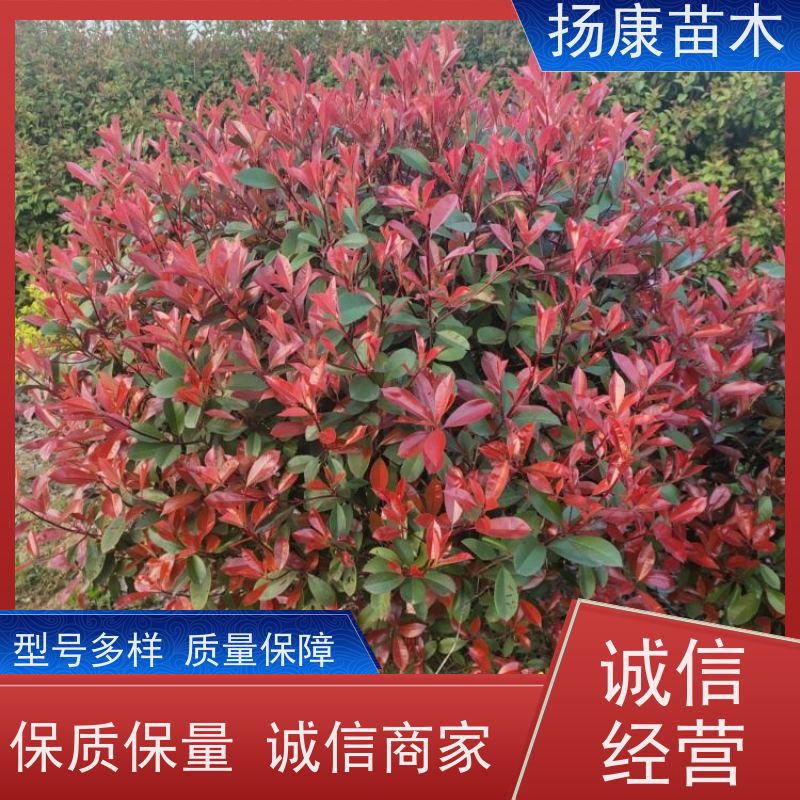 杨康苗木 冠幅1-2米石楠小苗基地地被红色植物 10公分红叶石楠球
