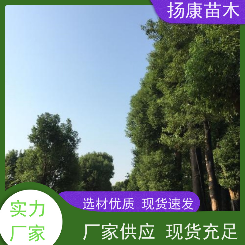 扬康苗木 园林绿化工程植物多杆移栽种植 基地直发 11公分香樟树