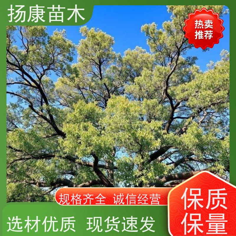 扬康苗木 景区园林行道风景绿化工程苗 20公分香樟树