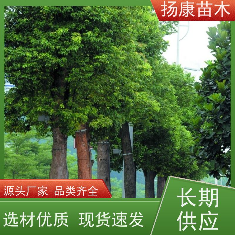 扬康苗木 基地现选现挖 成活率高 16公分香樟树