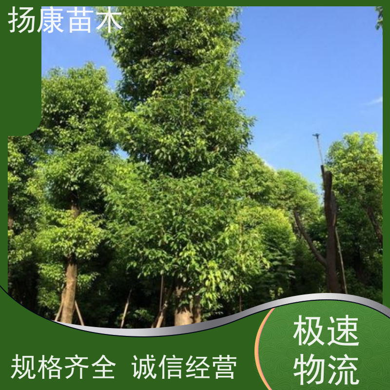 扬康苗木 冠幅饱满树形优美 四季常绿 15公分香樟树