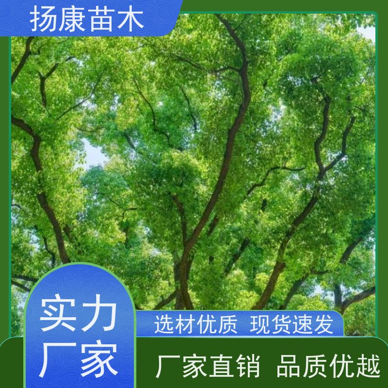 扬康苗木 园林绿化工程植物多杆移栽种植 基地直发 精品香樟树 
