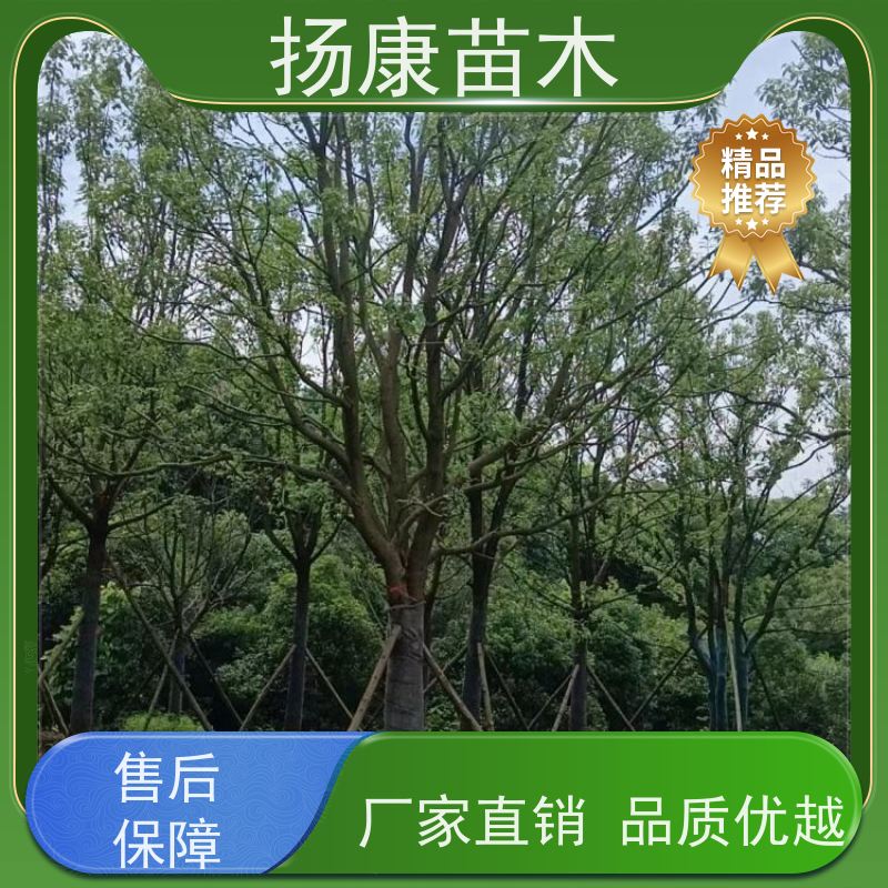 扬康苗木 园林绿化工程植物多杆移栽种植 基地直发 13公分香樟树