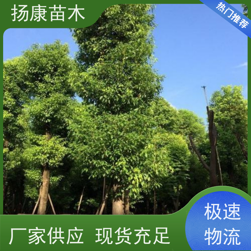 扬康苗木 城市乡镇行道风景庭荫防护树 基地直供 11公分香樟树