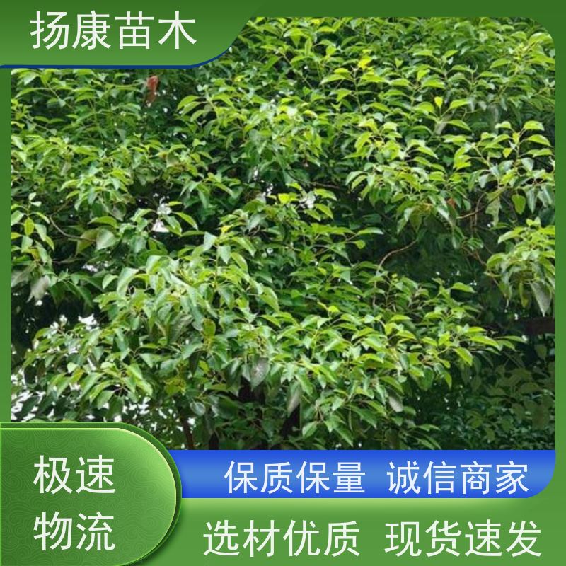 扬康苗木 景区园林行道风景绿化工程苗 15公分香樟树