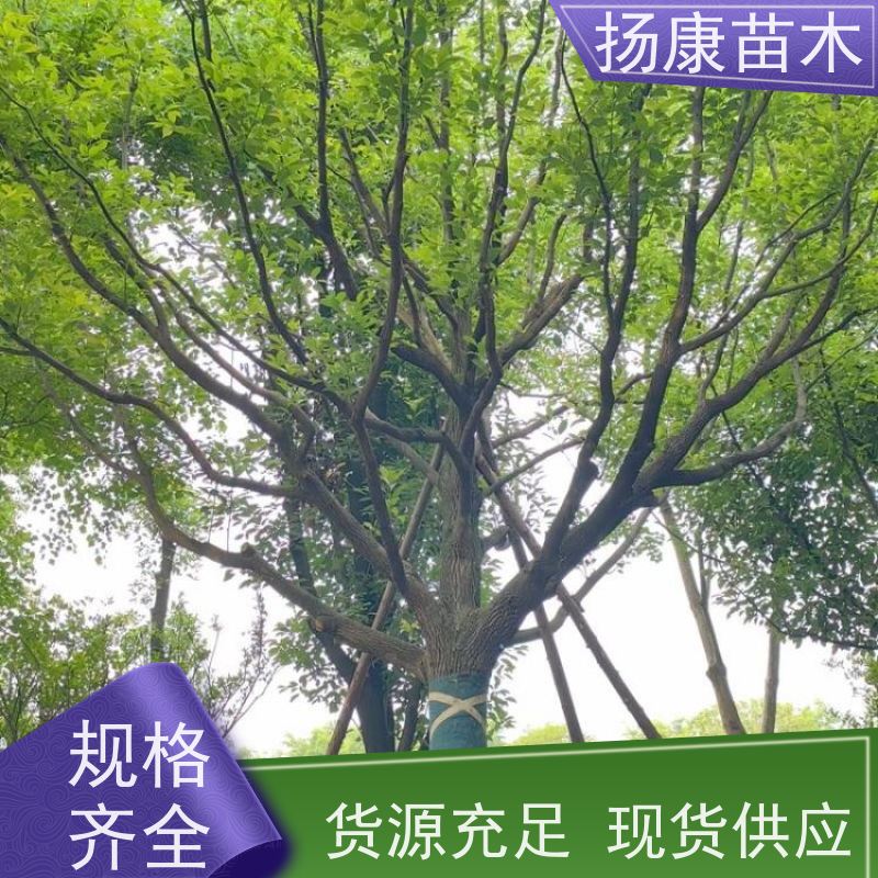 扬康苗木 城市乡镇行道风景庭荫防护树 基地直供 19公分香樟树