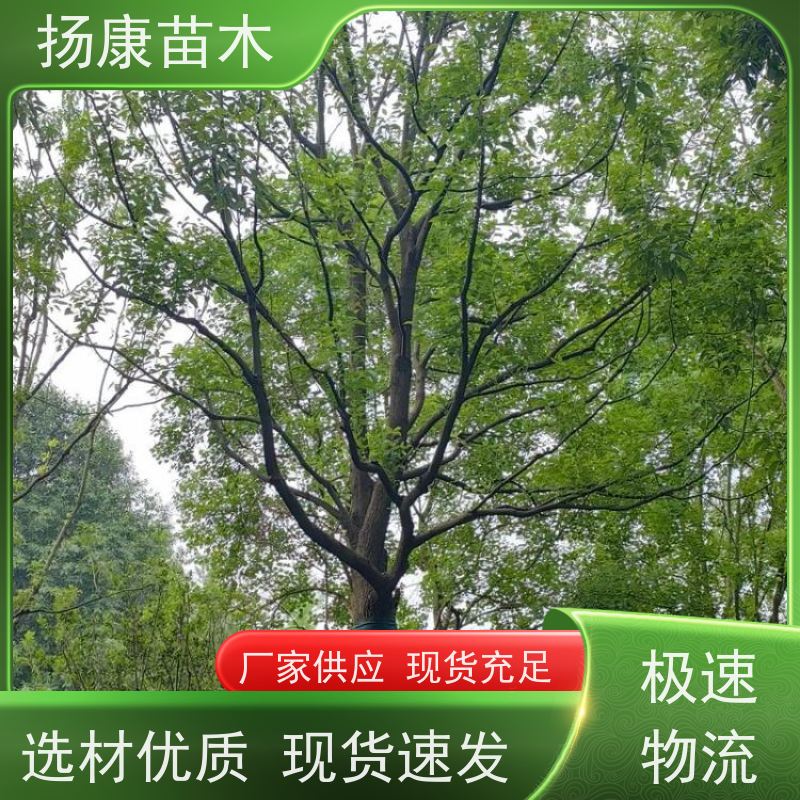 扬康苗木 景区园林行道风景绿化工程苗 13公分香樟树