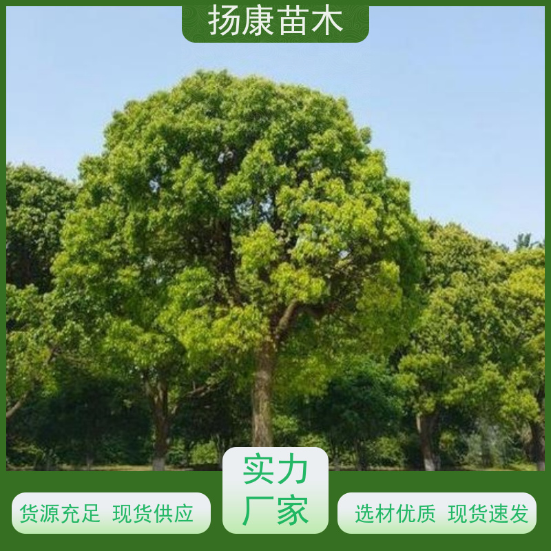 扬康苗木 高度3-12米 胸径3-15公分规格齐全 5公分香樟树