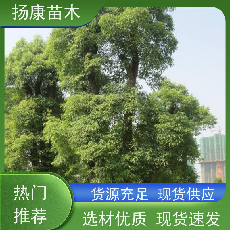 扬康苗木 大小规格齐全 景区道路园林绿化工程树种 14公分香樟树