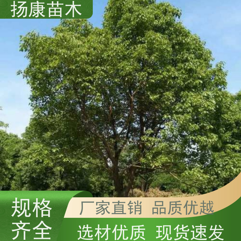 扬康苗木 园林基地直供 规格齐全 16公分香樟树