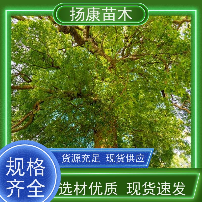 扬康苗木 包成活率 包运输 规格多样 16公分香樟树