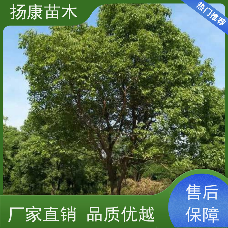 扬康苗木 景区园林行道风景绿化工程苗 14公分香樟树