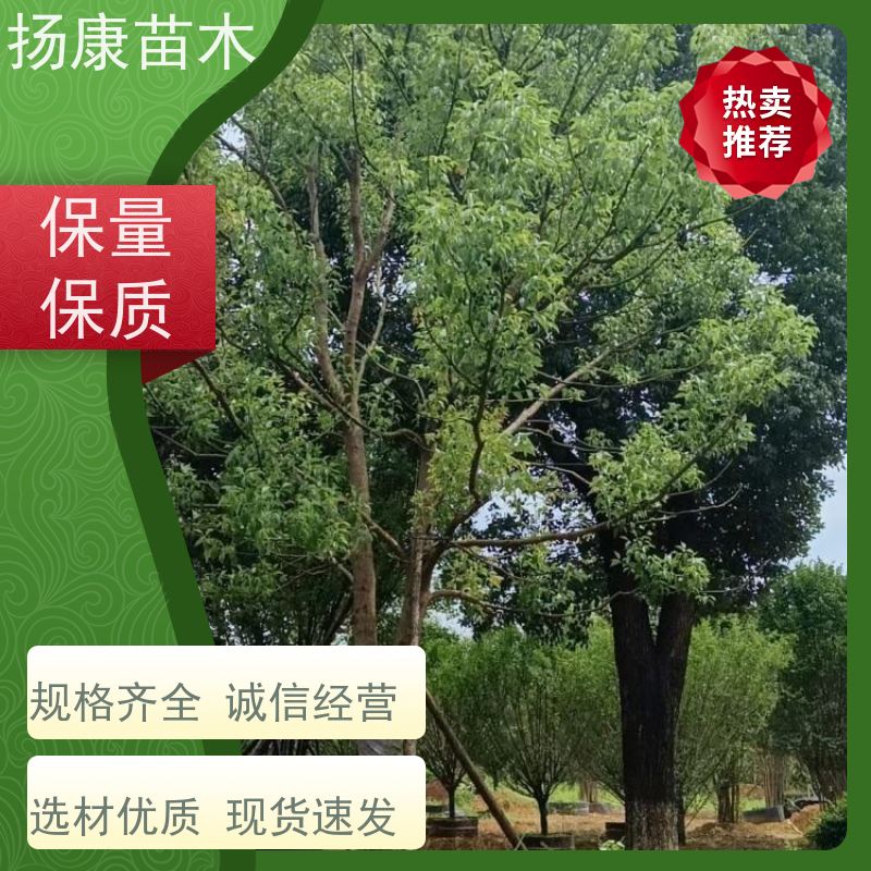 扬康苗木 园林绿化工程植物多杆移栽种植 基地直发 30公分香樟树