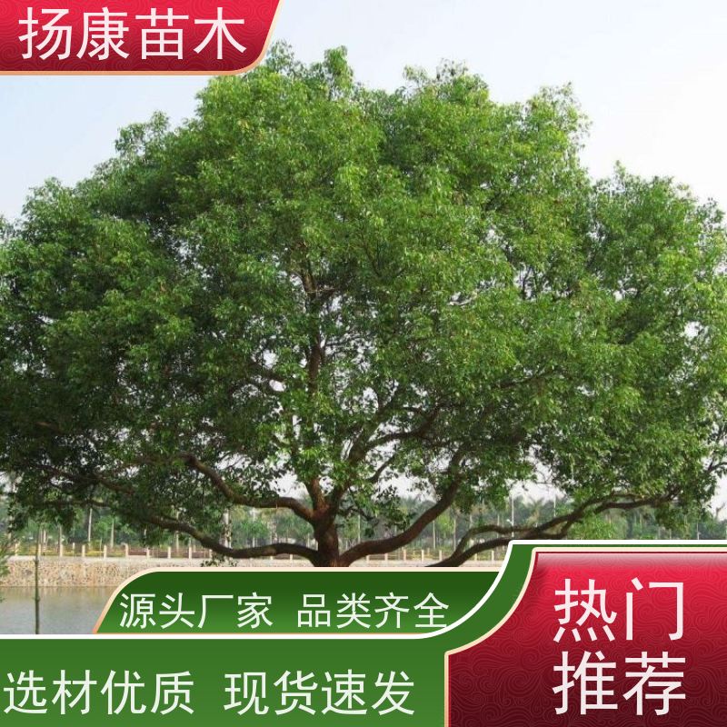 扬康苗木 多种规格四季常青乔木 市政城市道路绿化 20公分香樟树