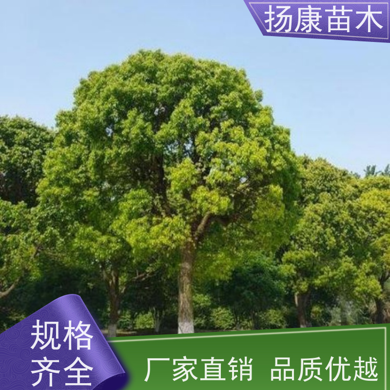 扬康苗木 包成活率 包运输 规格多样 19公分香樟树