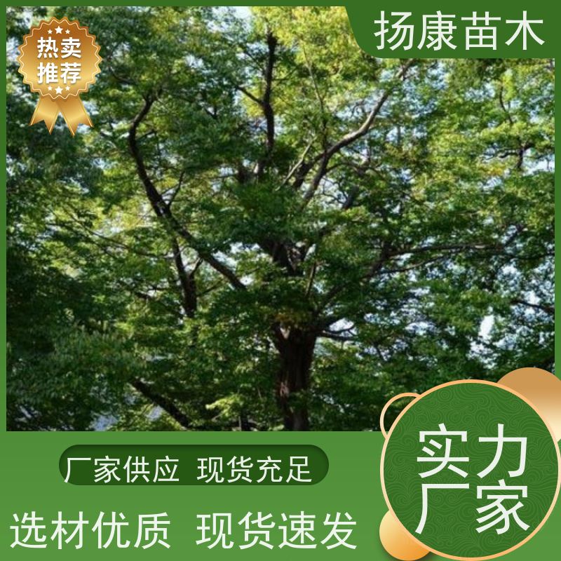 扬康苗木 大小规格齐全 景区道路园林绿化工程树种 30公分香樟树