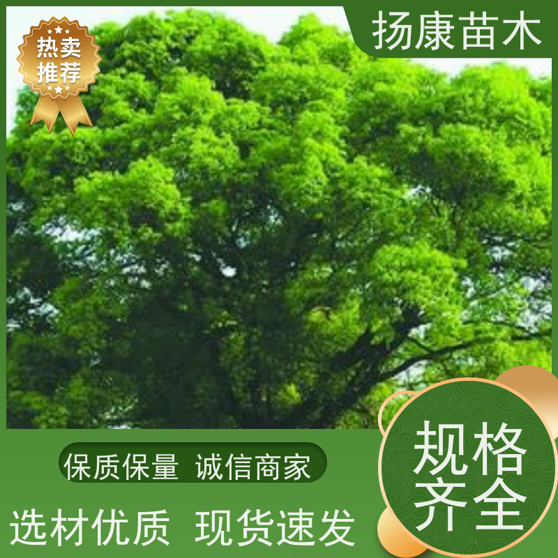 扬康苗木 基地现选现挖 成活率高 15公分香樟树