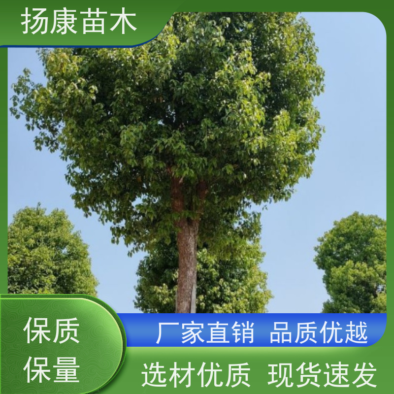 扬康苗木 冠幅饱满树形优美 四季常绿 香樟树木