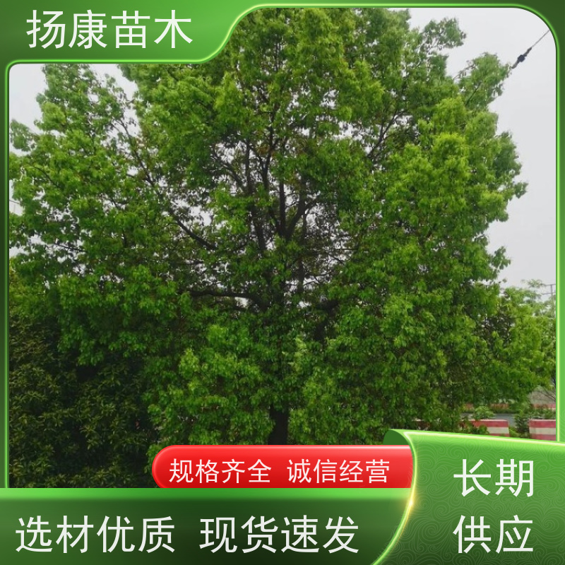 扬康苗木 耐旱抗污染 货源充足 各种规格可选 20公分香樟树