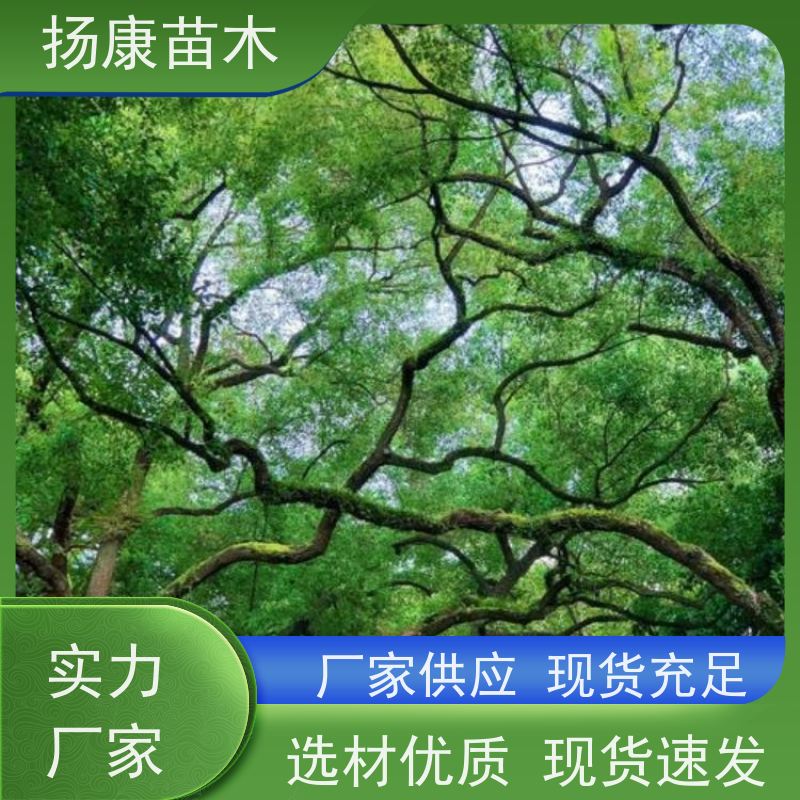 扬康苗木 包成活率 包运输 规格多样 6公分香樟树