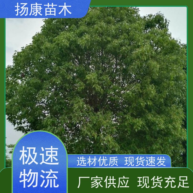 扬康苗木 景区园林行道风景绿化工程苗 6公分香樟树