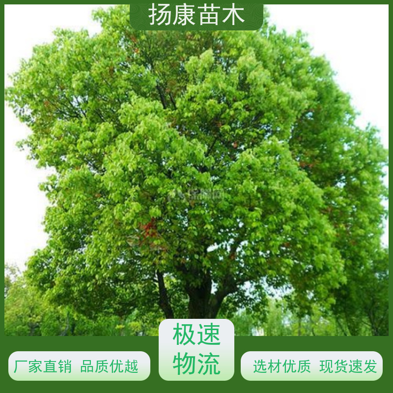 扬康苗木 多种规格四季常青乔木 市政城市道路绿化 25公分香樟树 