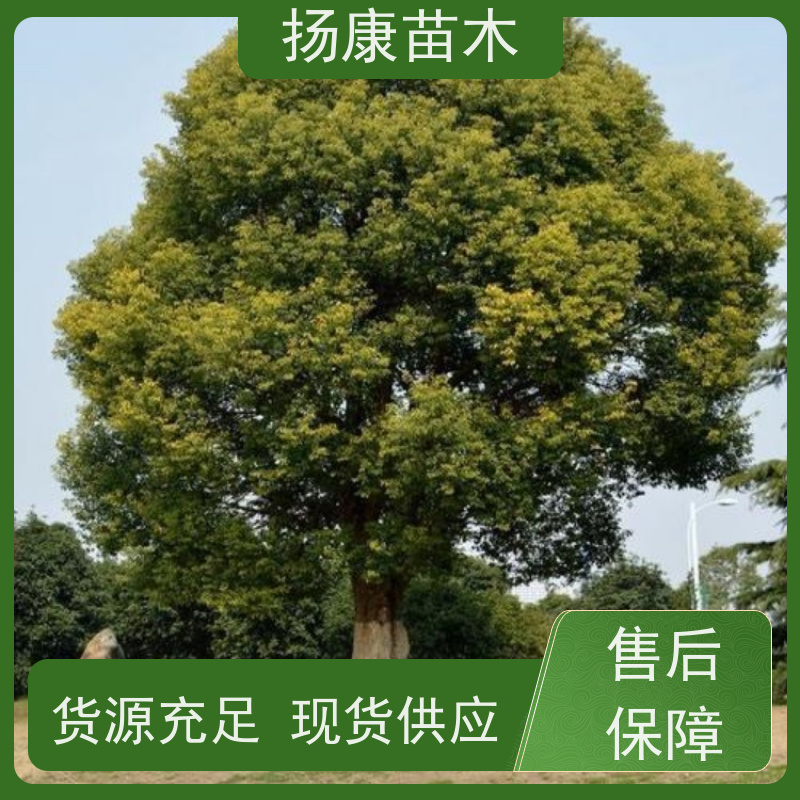 扬康苗木 园林绿化工程植物多杆移栽种植 基地直发 丛生香樟树