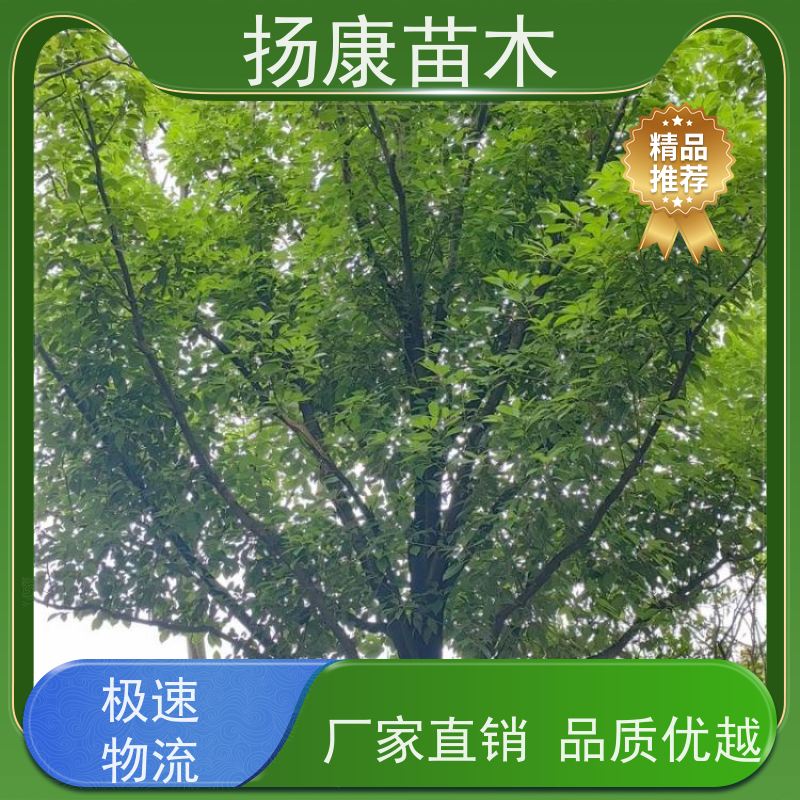 扬康苗木 景区园林行道风景绿化工程苗 10公分香樟树