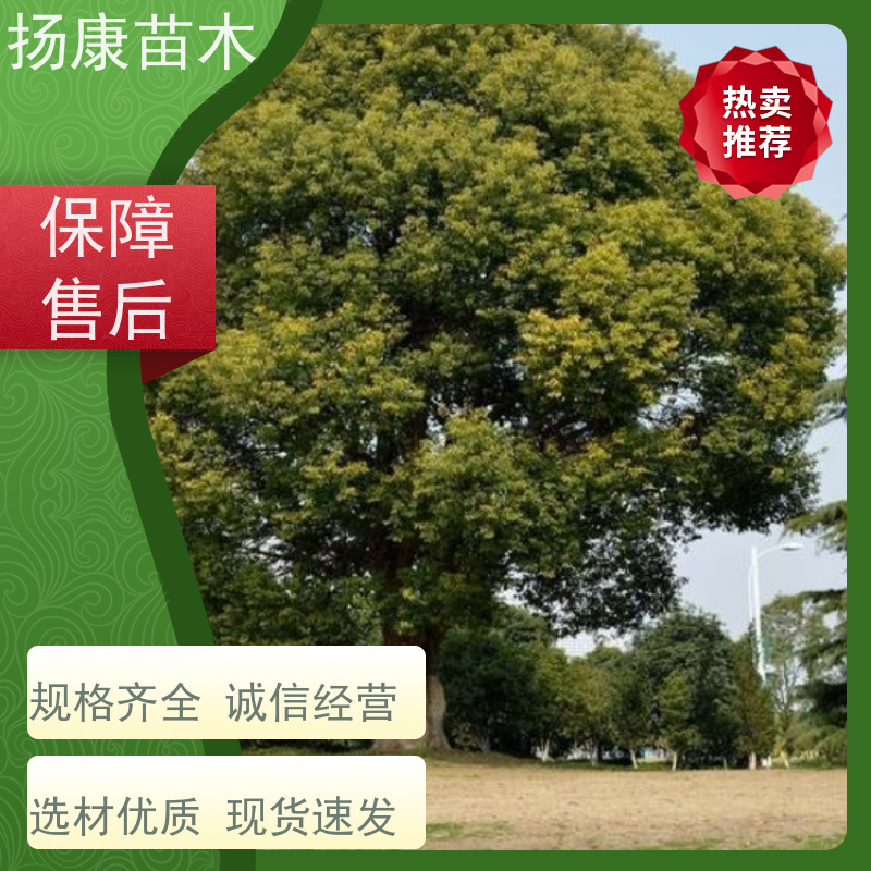 扬康苗木 高度3-12米 胸径3-15公分规格齐全 6公分香樟树