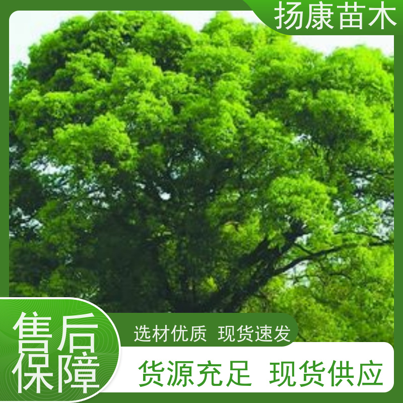 扬康苗木 高度3-12米 胸径3-15公分规格齐全 13公分香樟树
