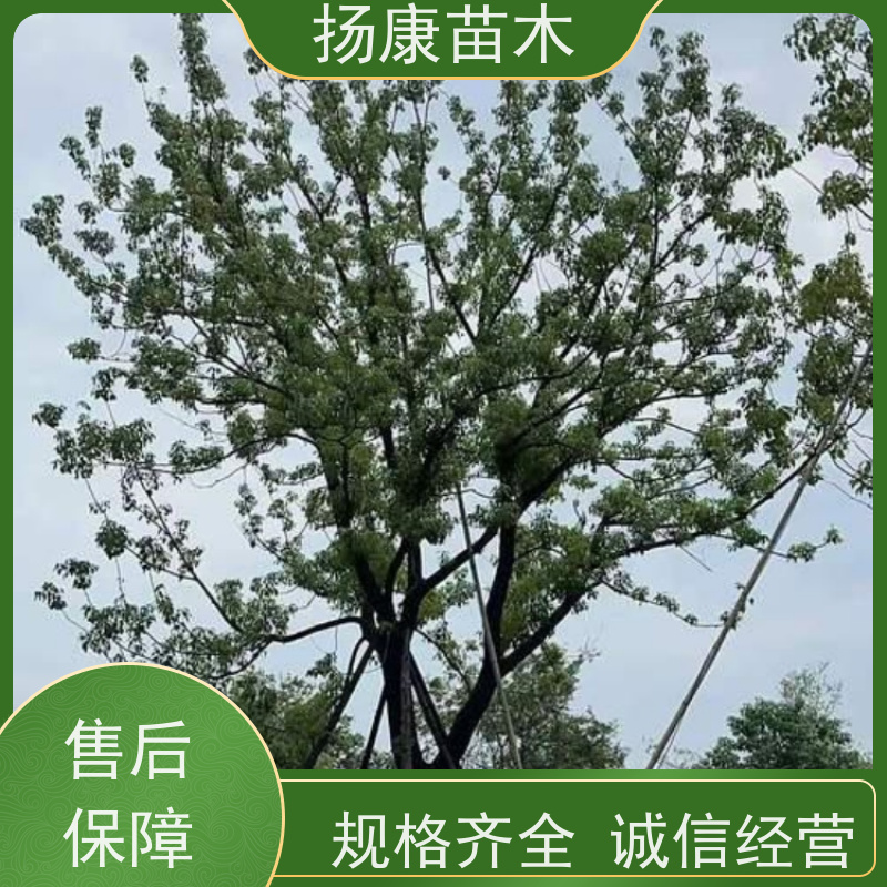 扬康苗木 耐旱抗污染 货源充足 各种规格可选 16公分香樟树