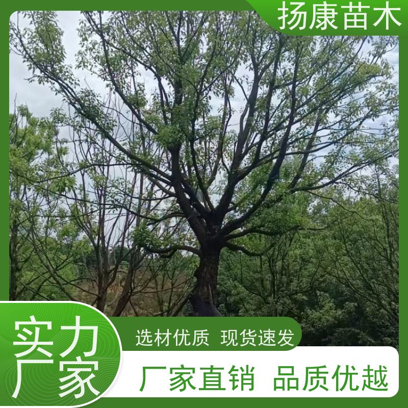 扬康苗木 多种规格四季常青乔木 市政城市道路绿化 香樟树木