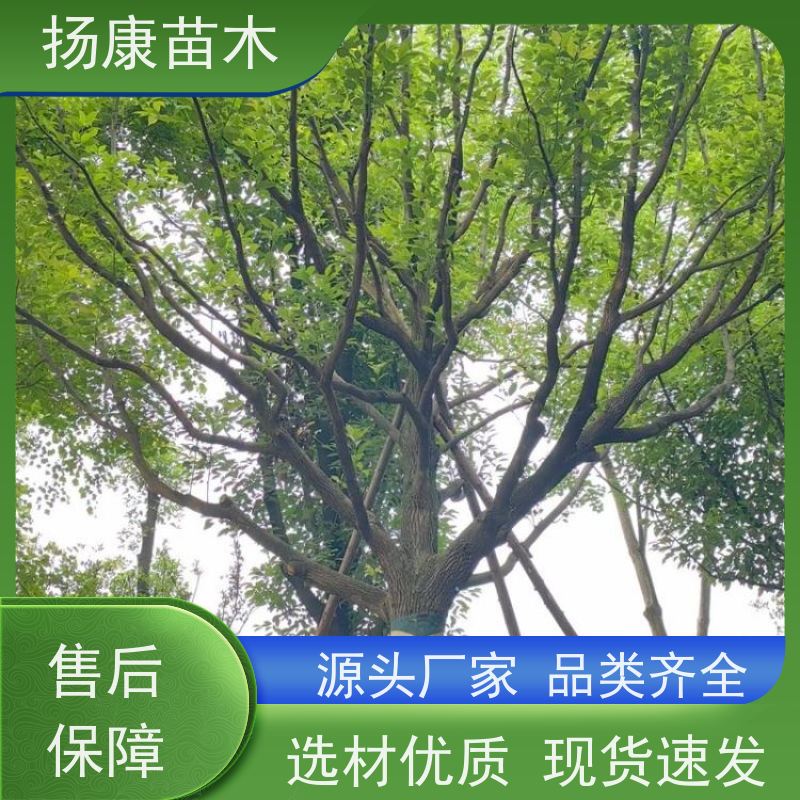 扬康苗木 城市乡镇行道风景庭荫防护树 基地直供 15公分香樟树