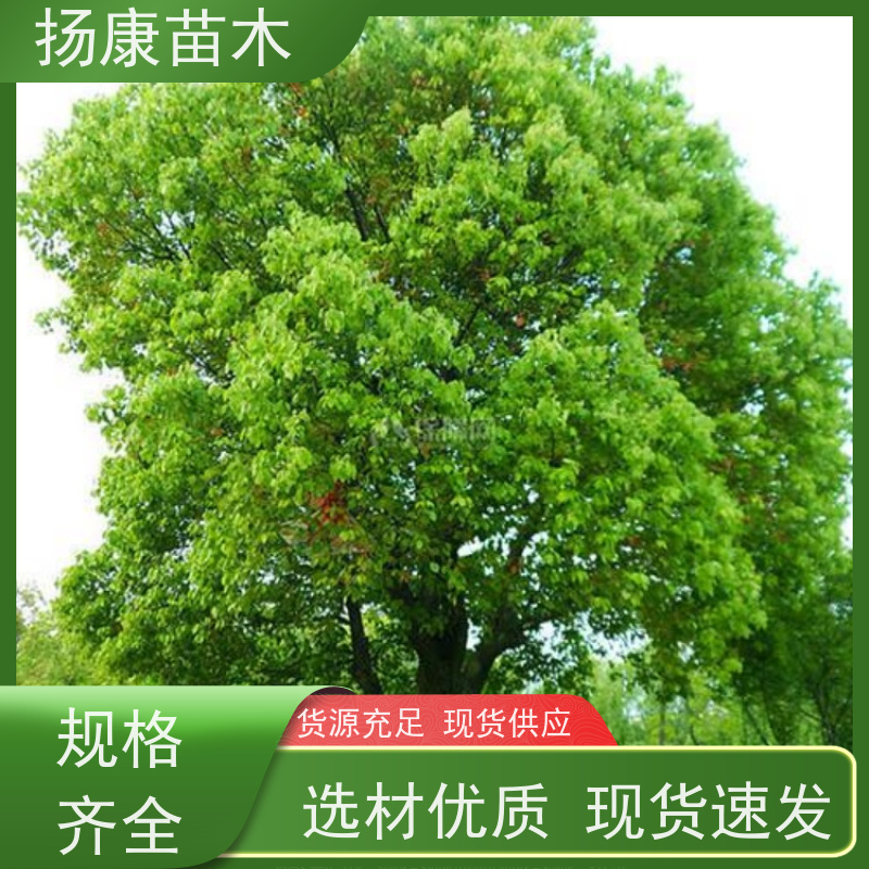 扬康苗木 多种规格四季常青乔木 市政城市道路绿化 35公分香樟树 