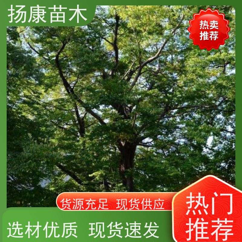 扬康苗木 基地现选现挖 成活率高 25公分香樟树 